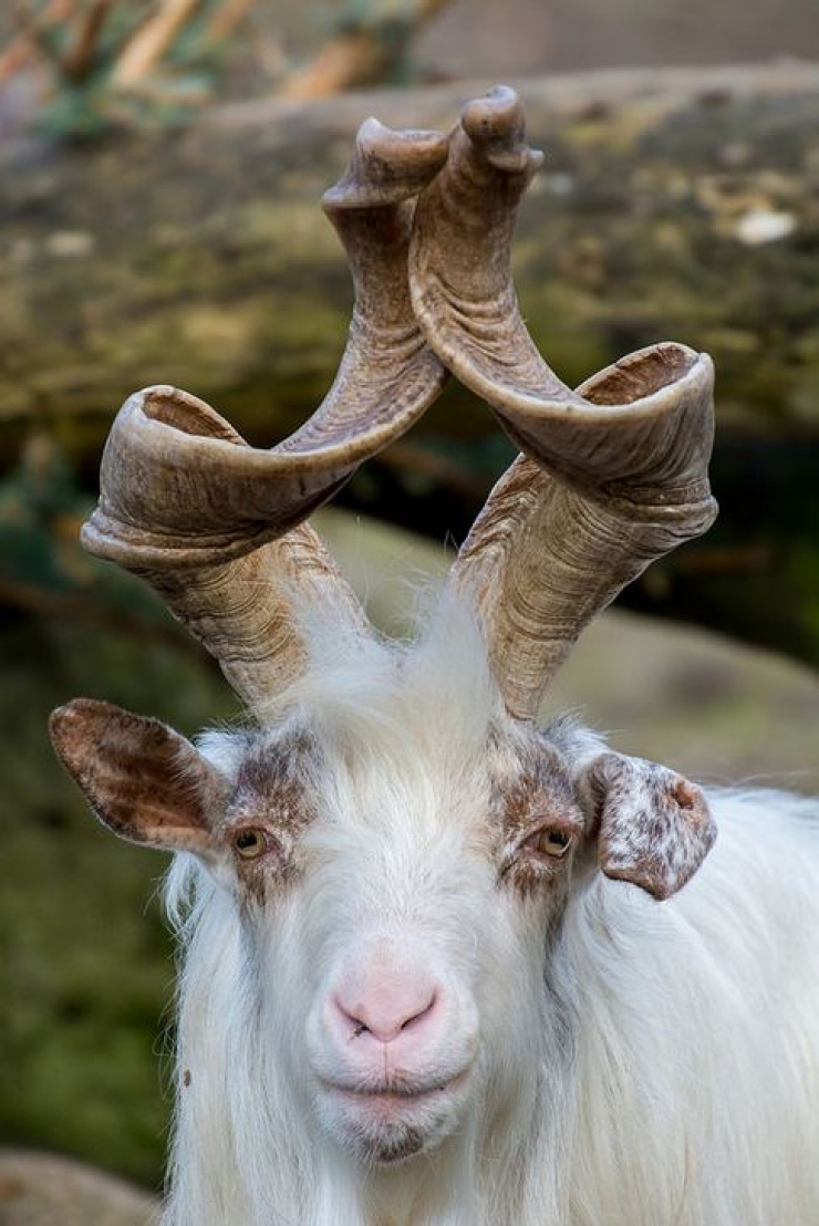 Illustration de l'article : 14 cr&eacute;atures animales &eacute;tranges qui existent pour de vrai