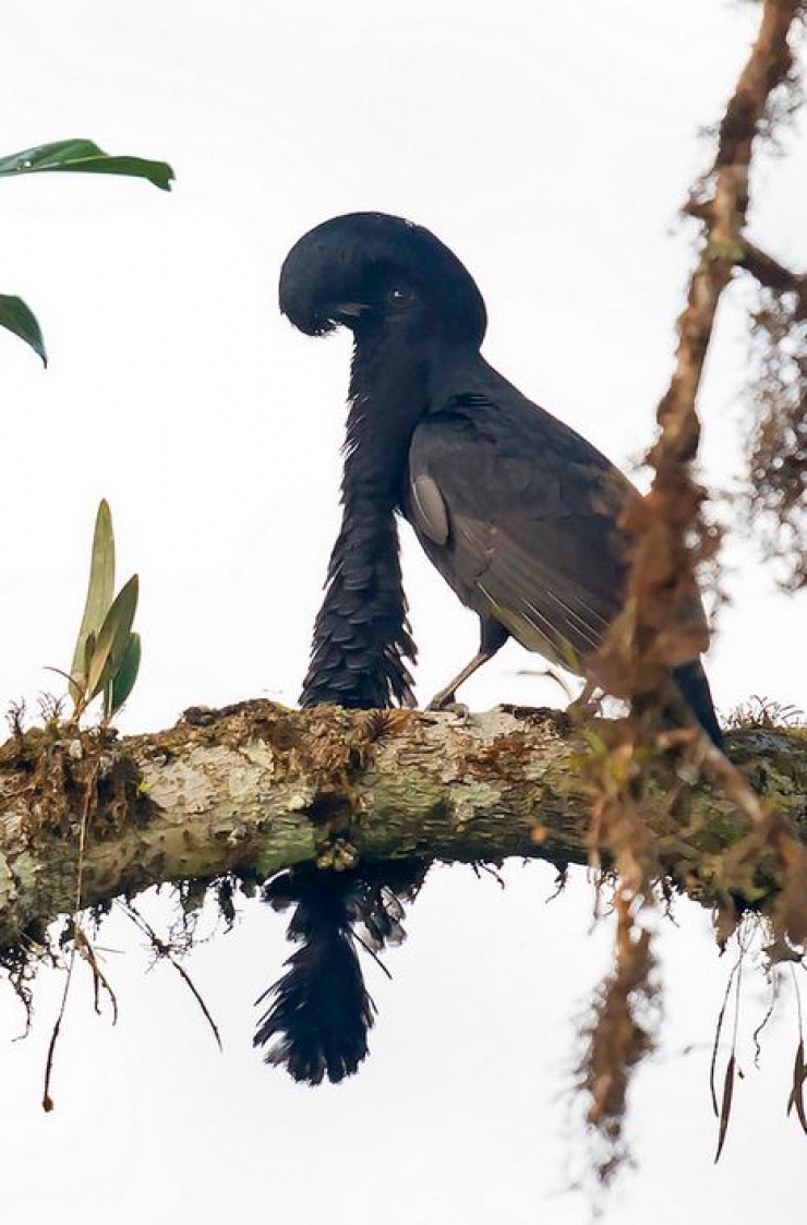 Illustration de l'article : 14 cr&eacute;atures animales &eacute;tranges qui existent pour de vrai