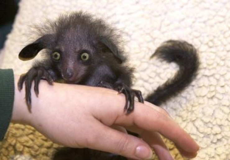 Illustration de l'article : 14 cr&eacute;atures animales &eacute;tranges qui existent pour de vrai