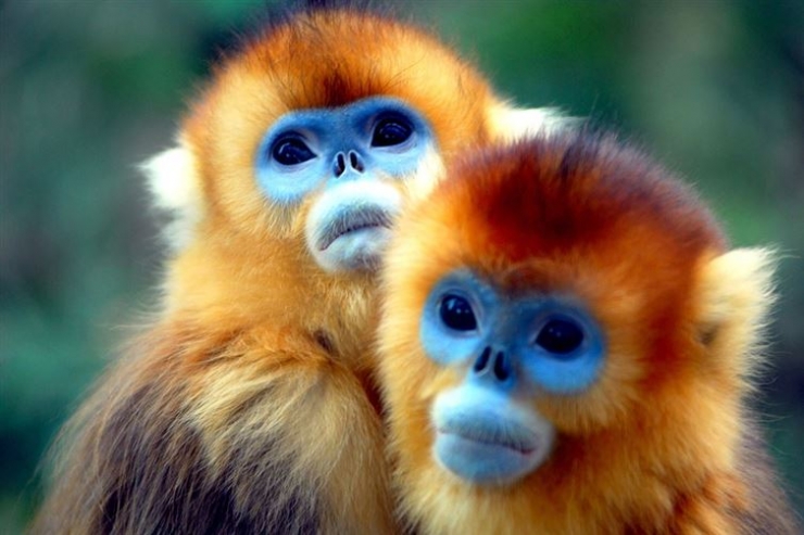 Illustration de l'article : 14 cr&eacute;atures animales &eacute;tranges qui existent pour de vrai