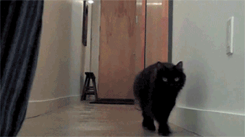 Illustration de l'article : Votre chat vous aime nous en avons la preuve !