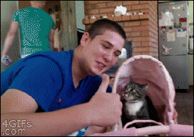 Illustration de l'article : Votre chat vous aime nous en avons la preuve !