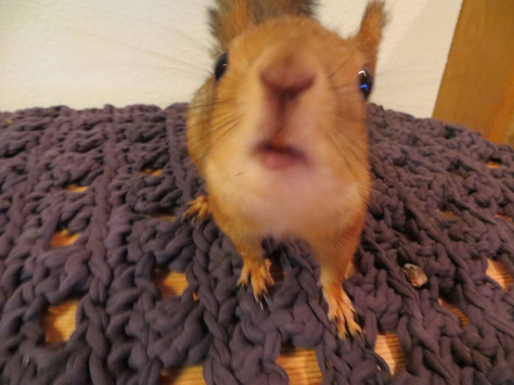 Illustration de l'article : Cet &eacute;cureuil a v&eacute;cu 6 ann&eacute;es aupr&egrave;s de la famille qui l'a sauv&eacute;e et soign&eacute;e