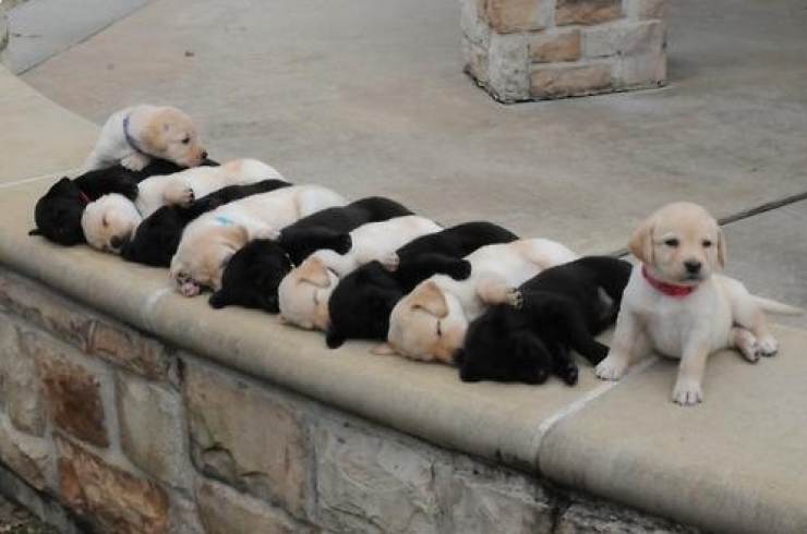 Illustration de l'article : Petite minute de tendresse avec ces 33 photos de chiens plus craquants les uns que les autres...