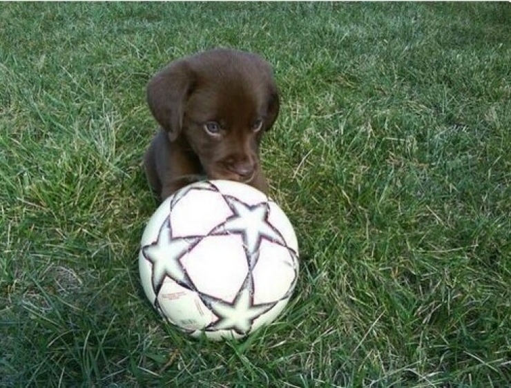 Illustration de l'article : Petite minute de tendresse avec ces 33 photos de chiens plus craquants les uns que les autres...