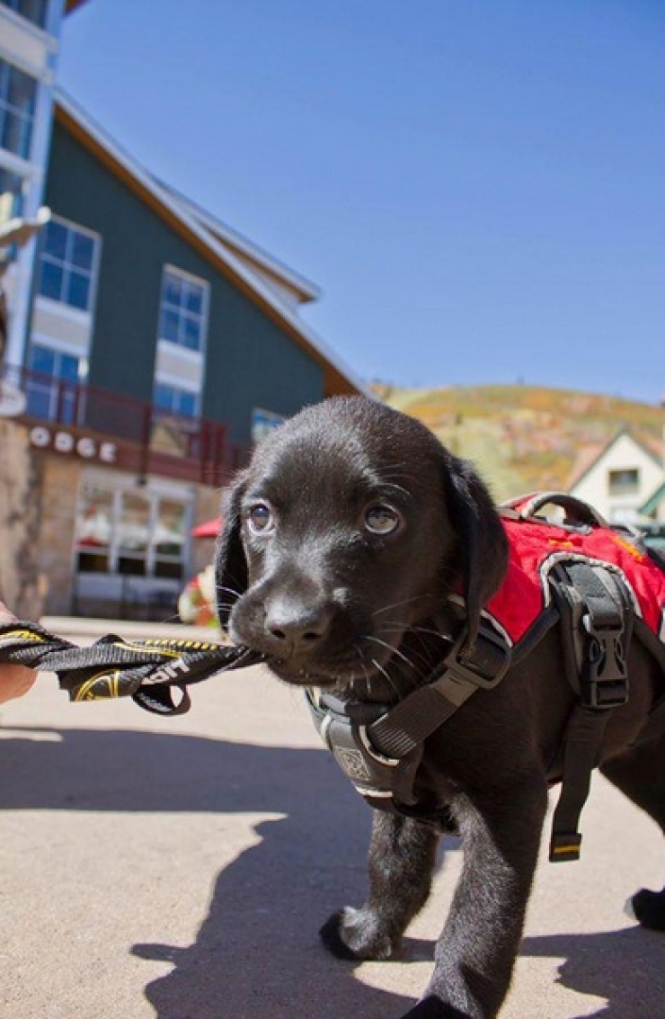 Illustration de l'article : Petite minute de tendresse avec ces 33 photos de chiens plus craquants les uns que les autres...