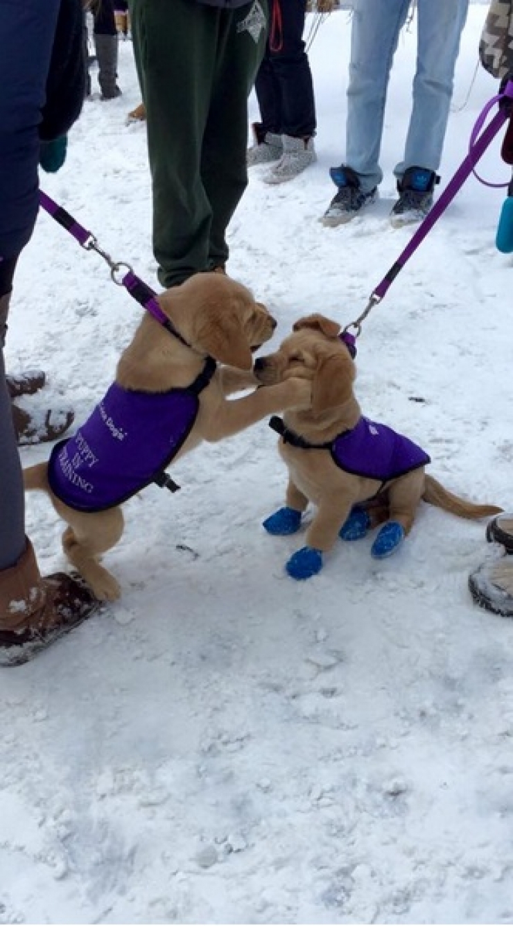 Illustration de l'article : Petite minute de tendresse avec ces 33 photos de chiens plus craquants les uns que les autres...