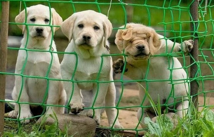 Illustration de l'article : Petite minute de tendresse avec ces 33 photos de chiens plus craquants les uns que les autres...