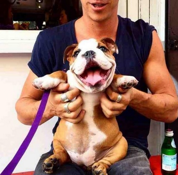 Illustration de l'article : Petite minute de tendresse avec ces 33 photos de chiens plus craquants les uns que les autres...