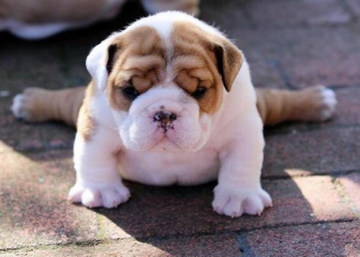 Illustration de l'article : Petite minute de tendresse avec ces 33 photos de chiens plus craquants les uns que les autres...