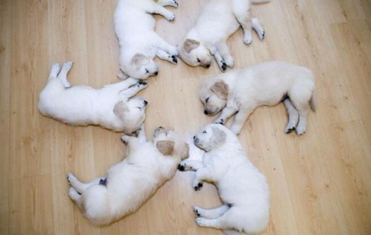 Illustration de l'article : Petite minute de tendresse avec ces 33 photos de chiens plus craquants les uns que les autres...