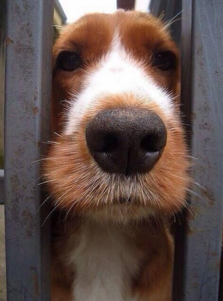 Illustration de l'article : Petite minute de tendresse avec ces 33 photos de chiens plus craquants les uns que les autres...