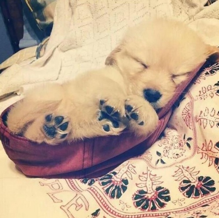 Illustration de l'article : Petite minute de tendresse avec ces 33 photos de chiens plus craquants les uns que les autres...