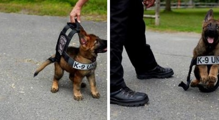 Illustration de l'article : Petite minute de tendresse avec ces 33 photos de chiens plus craquants les uns que les autres...