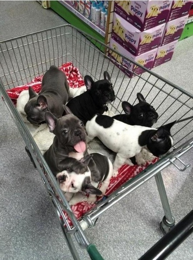 Illustration de l'article : Petite minute de tendresse avec ces 33 photos de chiens plus craquants les uns que les autres...