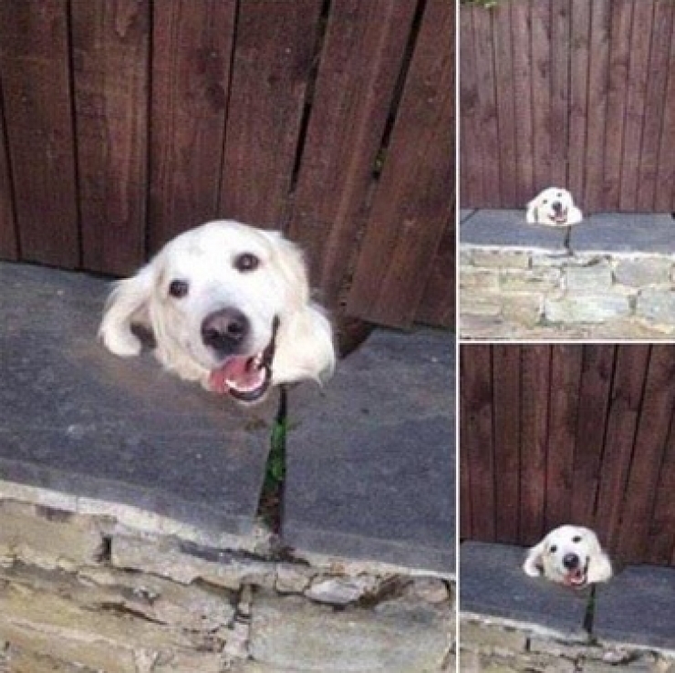 Illustration de l'article : Petite minute de tendresse avec ces 33 photos de chiens plus craquants les uns que les autres...