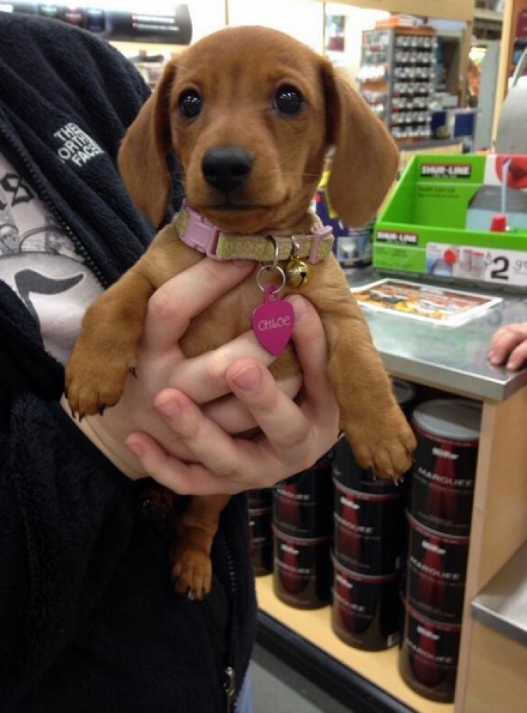 Illustration de l'article : Petite minute de tendresse avec ces 33 photos de chiens plus craquants les uns que les autres...