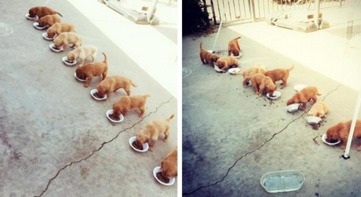 Illustration de l'article : Petite minute de tendresse avec ces 33 photos de chiens plus craquants les uns que les autres...