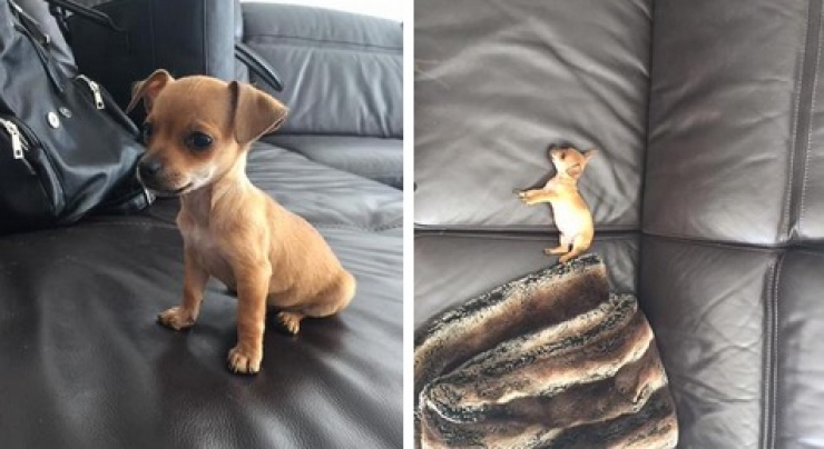 Illustration de l'article : Petite minute de tendresse avec ces 33 photos de chiens plus craquants les uns que les autres...