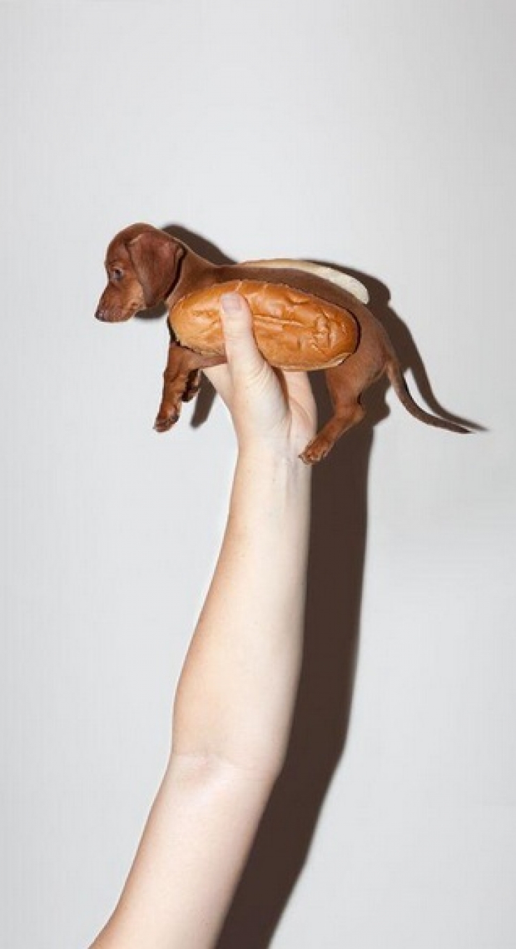 Illustration de l'article : Petite minute de tendresse avec ces 33 photos de chiens plus craquants les uns que les autres...