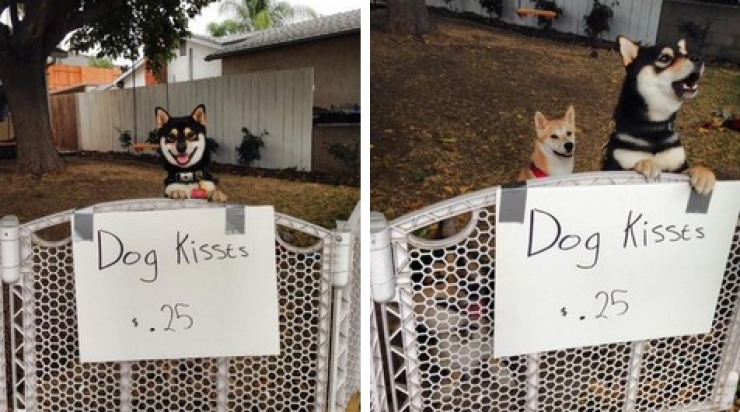 Illustration de l'article : Petite minute de tendresse avec ces 33 photos de chiens plus craquants les uns que les autres...