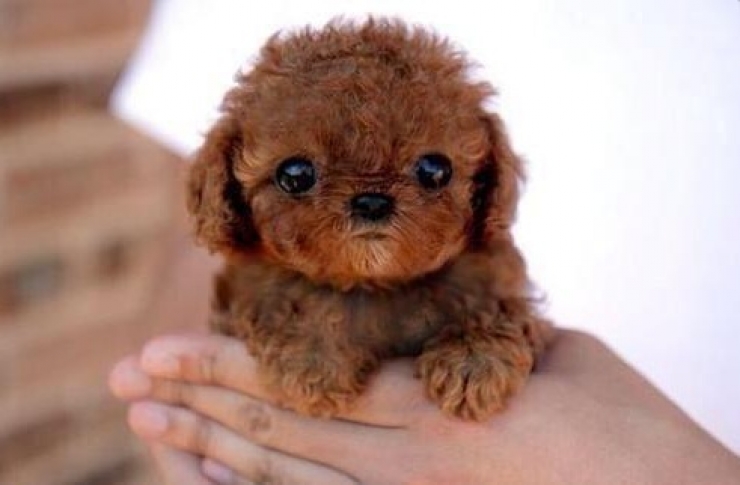 Illustration de l'article : Petite minute de tendresse avec ces 33 photos de chiens plus craquants les uns que les autres...