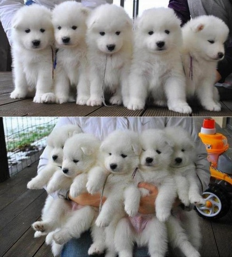 Illustration de l'article : Petite minute de tendresse avec ces 33 photos de chiens plus craquants les uns que les autres...