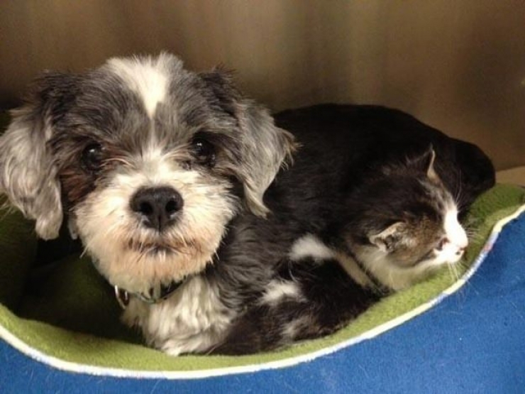 Illustration de l'article : Goldie risque sa vie pour sauver ce chaton