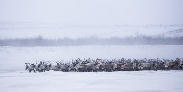 Illustration de l'article : Les images spectaculaires et quasi-surr&eacute;alistes de la migration des rennes au Canada