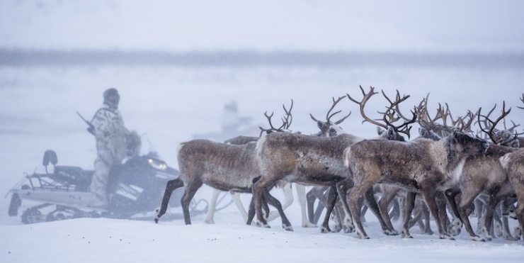 Illustration de l'article : Les images spectaculaires et quasi-surr&eacute;alistes de la migration des rennes au Canada