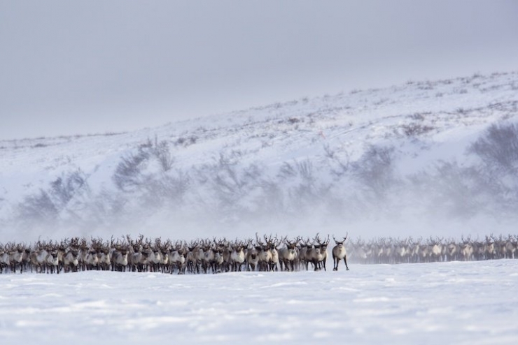 Illustration de l'article : Les images spectaculaires et quasi-surr&eacute;alistes de la migration des rennes au Canada