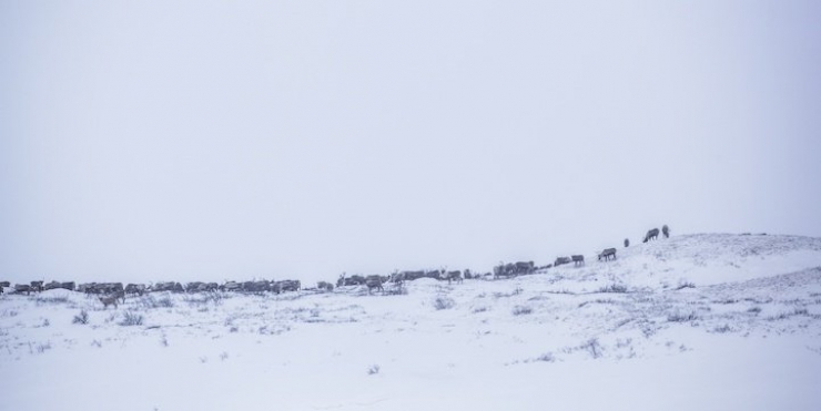 Illustration de l'article : Les images spectaculaires et quasi-surr&eacute;alistes de la migration des rennes au Canada