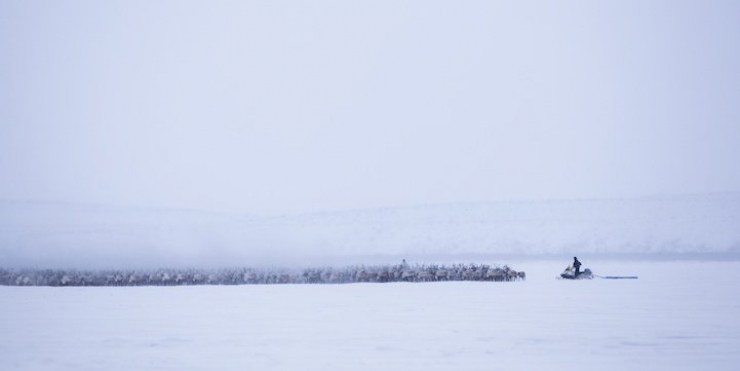 Illustration de l'article : Les images spectaculaires et quasi-surr&eacute;alistes de la migration des rennes au Canada