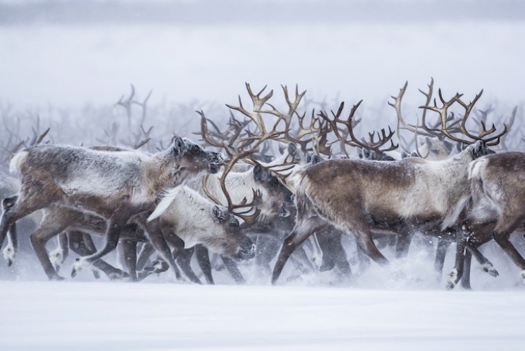 Illustration de l'article : Les images spectaculaires et quasi-surr&eacute;alistes de la migration des rennes au Canada