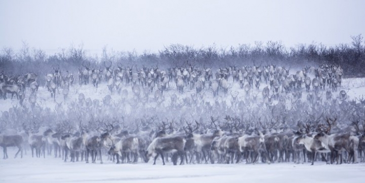 Illustration de l'article : Les images spectaculaires et quasi-surr&eacute;alistes de la migration des rennes au Canada