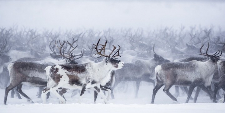 Illustration de l'article : Les images spectaculaires et quasi-surr&eacute;alistes de la migration des rennes au Canada