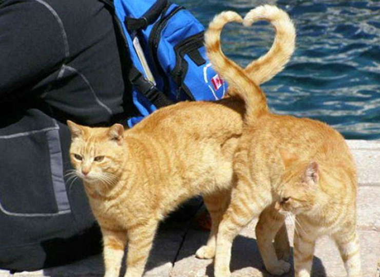 Illustration de l'article : Dans la s&eacute;rie des photos prises au bon moment, en voici 10 nouvelles