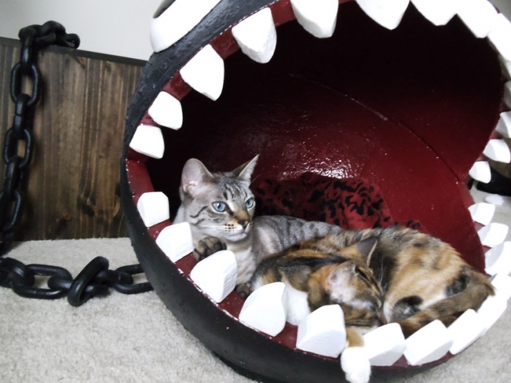 Illustration de l'article : Il a fabriqu&eacute; un lit en forme de Chomp pour son chat