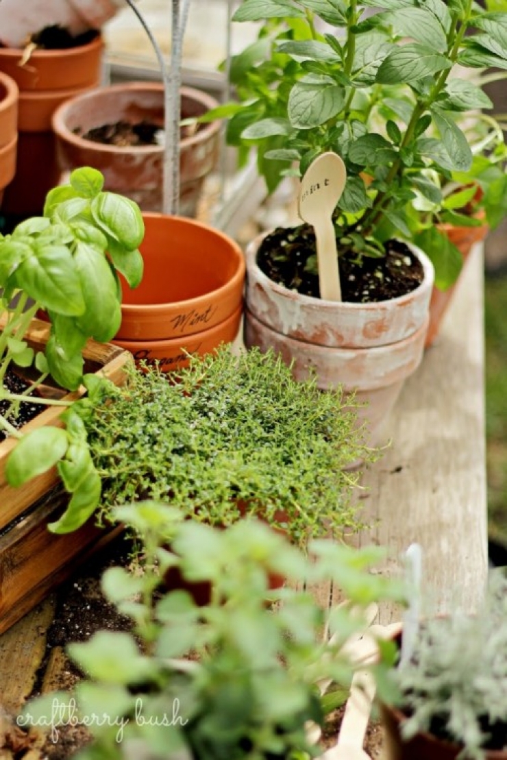 Illustration de l'article : Vous en avez marre de confondre vos plants ? Ces id&eacute;es pour les marquer devraient vous int&eacute;resser !