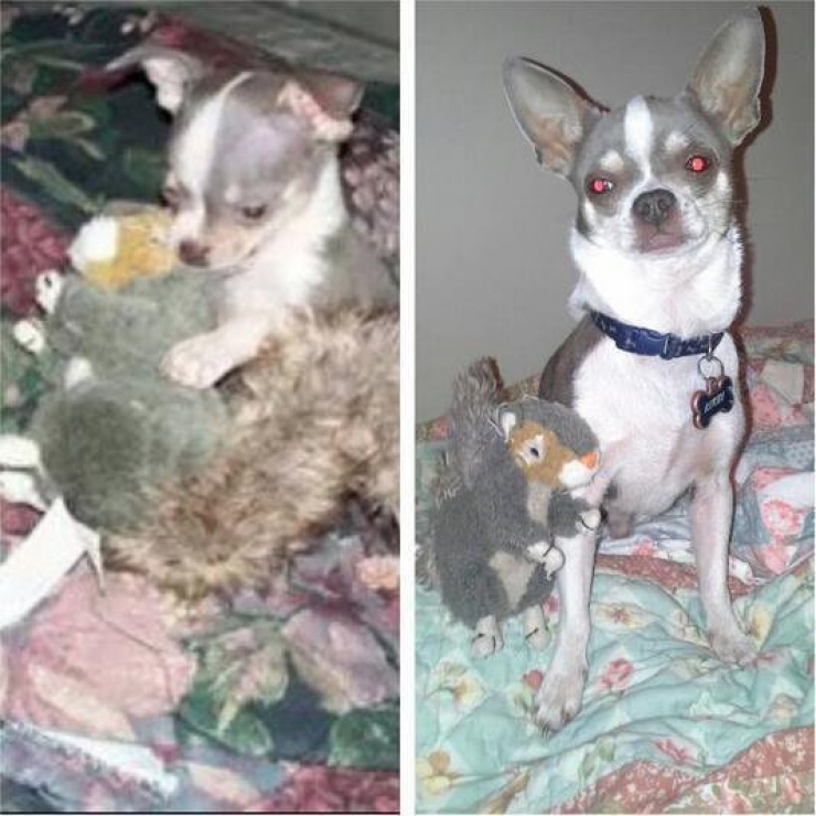 Illustration de l'article : 13 animaux qui sont rest&eacute;s fid&egrave;les &agrave; leurs doudous