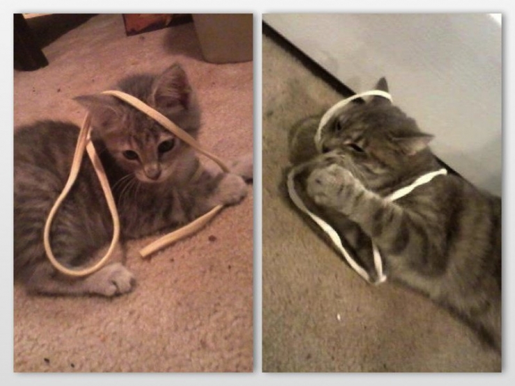 Illustration de l'article : 13 animaux qui sont rest&eacute;s fid&egrave;les &agrave; leurs doudous