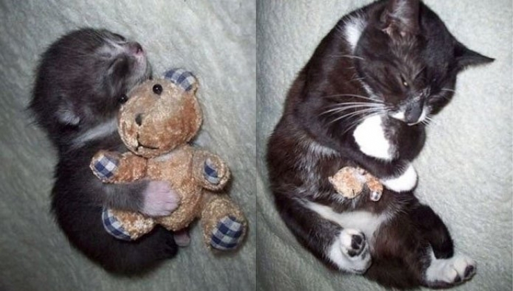 Illustration de l'article : 13 animaux qui sont rest&eacute;s fid&egrave;les &agrave; leurs doudous