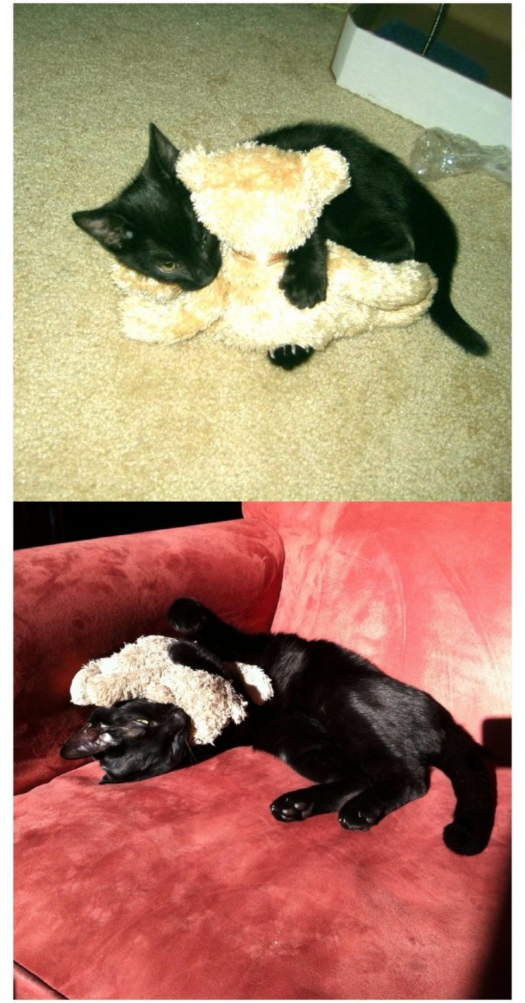 Illustration de l'article : 13 animaux qui sont rest&eacute;s fid&egrave;les &agrave; leurs doudous