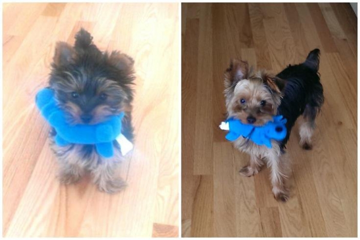 Illustration de l'article : 13 animaux qui sont rest&eacute;s fid&egrave;les &agrave; leurs doudous