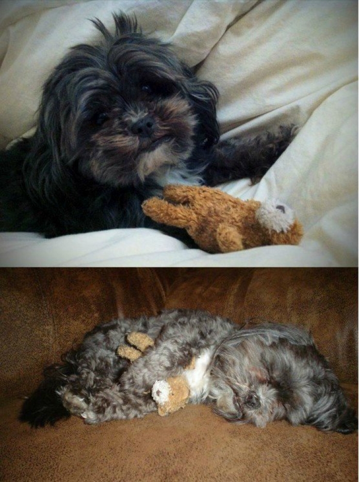 Illustration de l'article : 13 animaux qui sont rest&eacute;s fid&egrave;les &agrave; leurs doudous