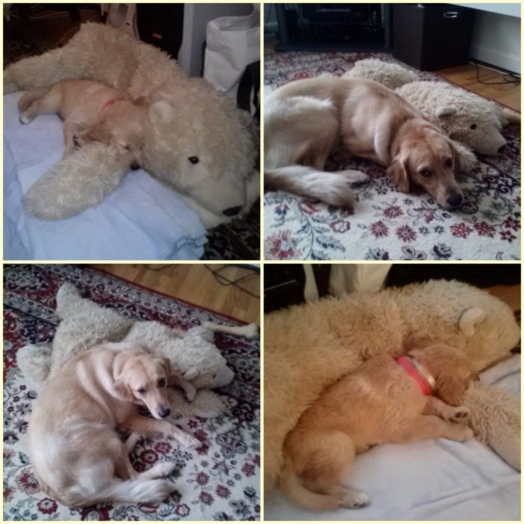 Illustration de l'article : 13 animaux qui sont rest&eacute;s fid&egrave;les &agrave; leurs doudous