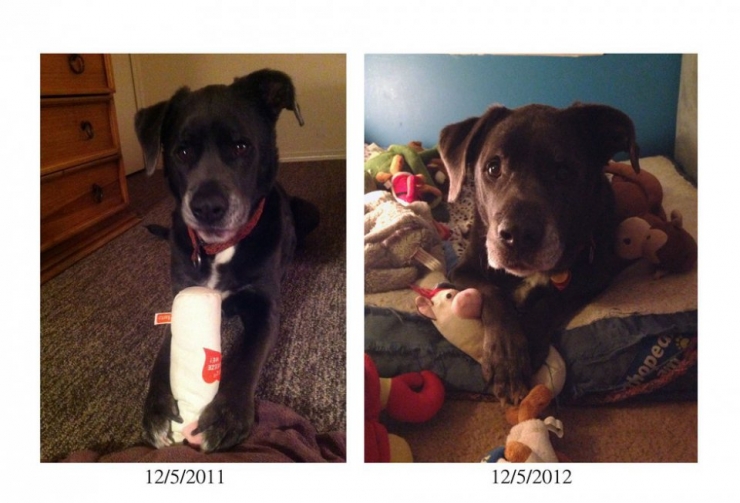 Illustration de l'article : 13 animaux qui sont rest&eacute;s fid&egrave;les &agrave; leurs doudous