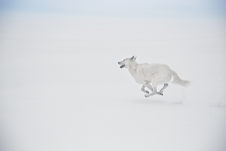 Illustration de l'article : De la cage aux voyages : le merveilleux destin de cette chienne adopt&eacute;e par un globetrotter