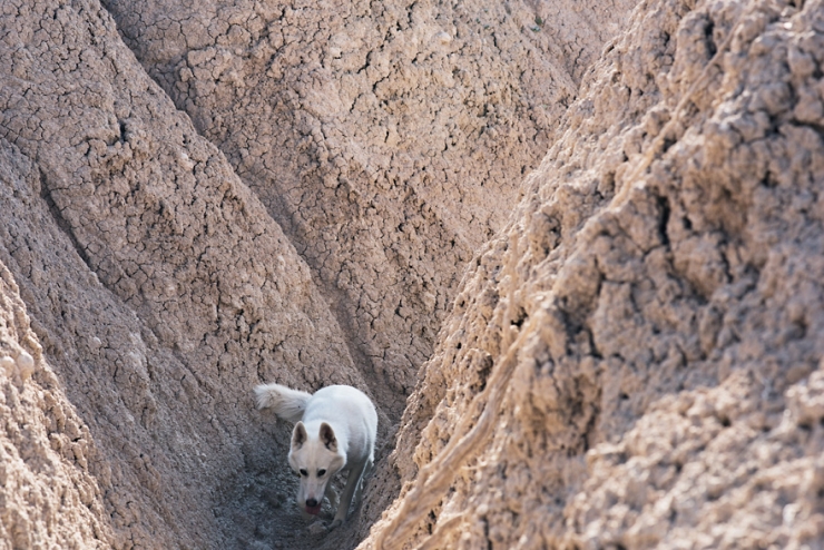 Illustration de l'article : De la cage aux voyages : le merveilleux destin de cette chienne adopt&eacute;e par un globetrotter