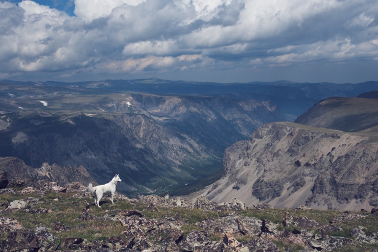 Illustration de l'article : De la cage aux voyages : le merveilleux destin de cette chienne adopt&eacute;e par un globetrotter